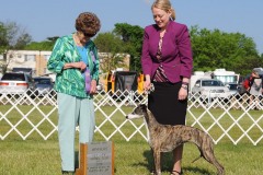 Winners Bitch for a 3 Point Major - 2016 Key City Kennel Club, St. Peter, MN