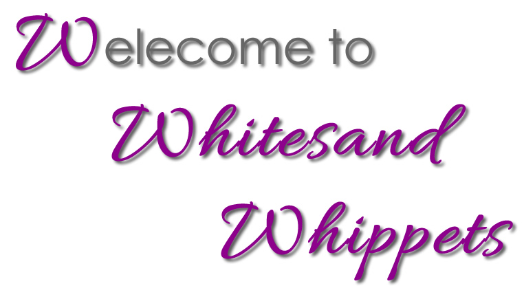 Welcome to Whitesand Whippets