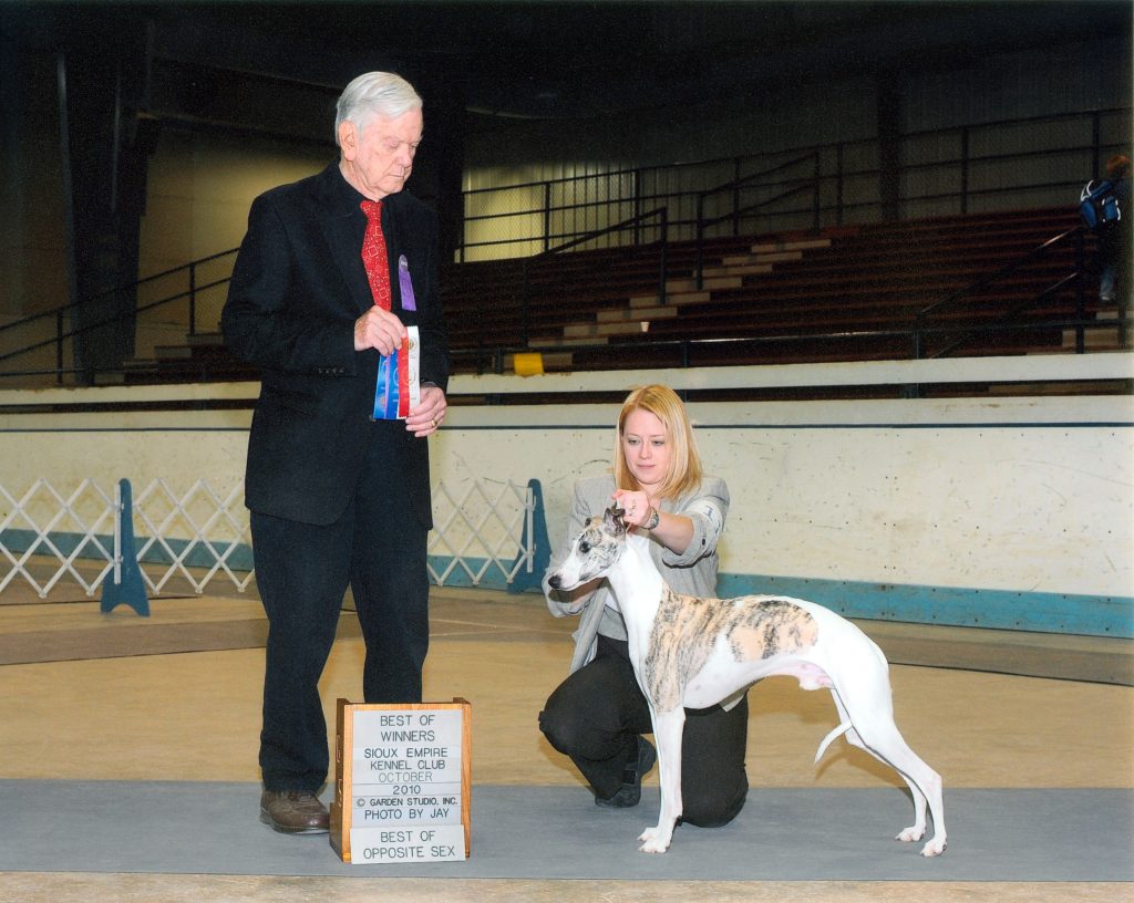Ari wins Best of Winners at the Sioux Empire Kennel Club Dog Show in Sioux Falls, SD October 2010